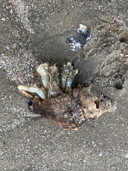 Isocheles wurdemanni