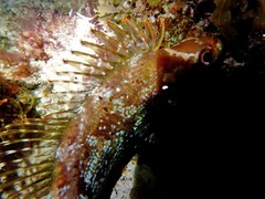 Chironemus maculosus