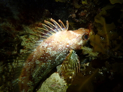 Chironemus maculosus