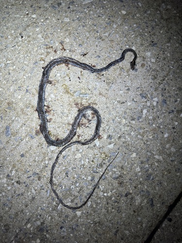 Nganson Bronzeback, Dendrelaphis ngansonensis