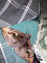 Spirama