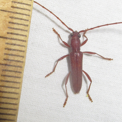 Aneflomorpha seminuda