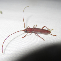 Aneflomorpha seminuda