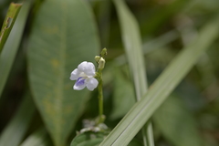 Asystasia intrusa