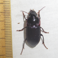Harpalus katiae