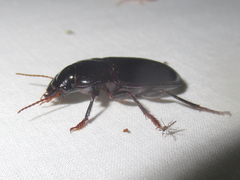 Harpalus katiae