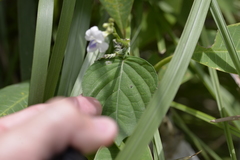 Asystasia intrusa
