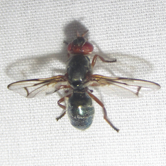 Senopterina caerulescens