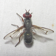 Senopterina caerulescens