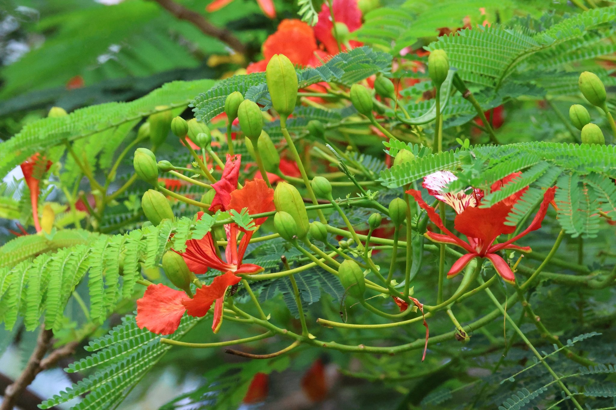 Delonix regia