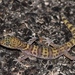 Desert Banded Gecko - Photo (c) lonnyholmes, some rights reserved (CC BY-NC), uploaded by lonnyholmes