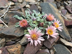 Townsendia scapigera