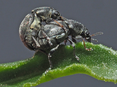 Bruchela suturalis