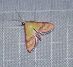 Choristostigma perpulchralis