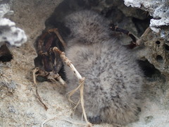 Onychoprion anaethetus