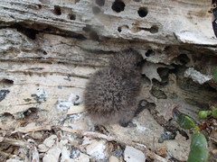 Onychoprion anaethetus