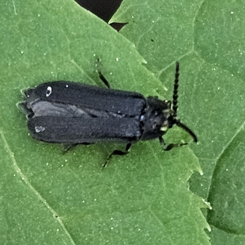Phausis rhombica