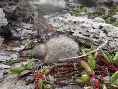 Onychoprion anaethetus