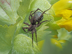 Pardosa agricola