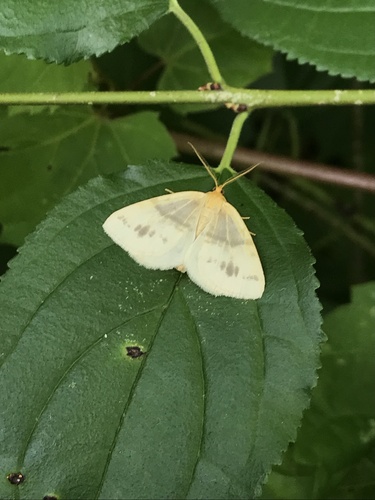 Currant Spanworm Moth and Allies photo 3