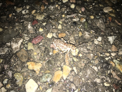 Cyphoderris monstrosa