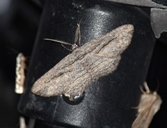 Iridopsis obliquaria