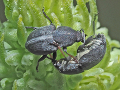 Bruchela suturalis