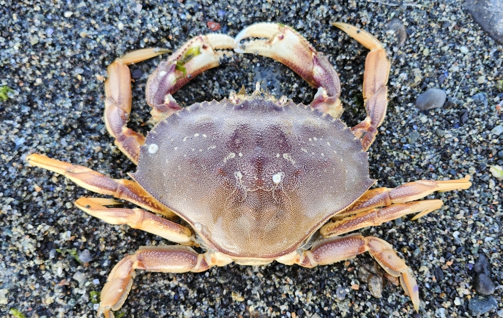 Californian crab