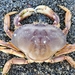 Dungeness Crab - Photo (c) Lisa Zhang, some rights reserved (CC BY), uploaded by Lisa Zhang