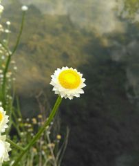 Ammobium alatum