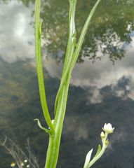 Ammobium alatum