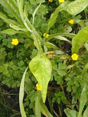 Ammobium alatum