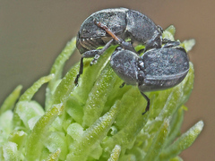 Bruchela suturalis