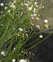 Ammobium alatum