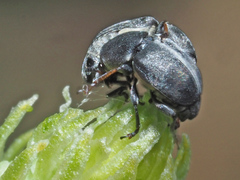Bruchela suturalis