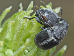 Bruchela suturalis