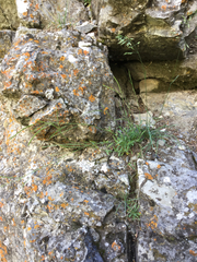 Boechera microphylla