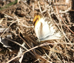 Colotis antevippe gavisa