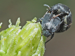 Bruchela suturalis