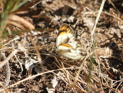 Colotis antevippe gavisa