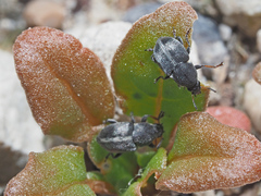 Bruchela suturalis