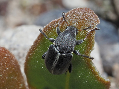 Bruchela suturalis