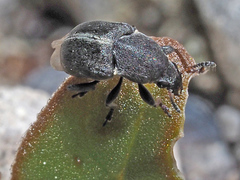Bruchela suturalis