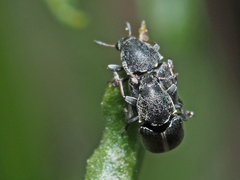 Bruchela suturalis