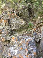 Boechera microphylla