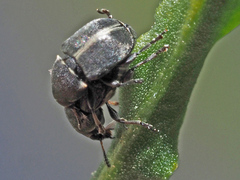 Bruchela suturalis