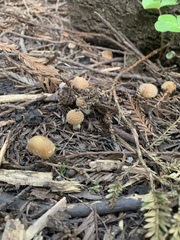 Psathyrella frustulenta