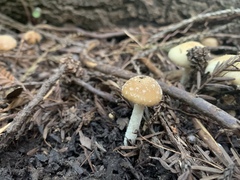 Psathyrella frustulenta