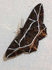 Mesastrape fulguraria