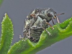 Bruchela suturalis